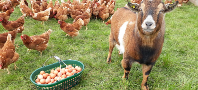 Frohe Ostern